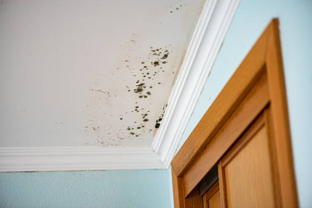 Best Crawl Space Mold Remediation in Weston Lakes, TX