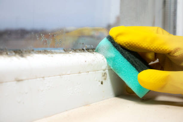 Best DIY Mold Remediation Support Services in Weston Lakes, TX