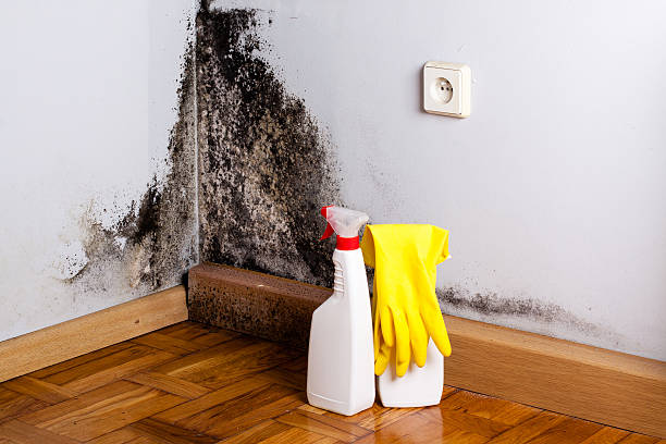 Best White Mold Remediation in Weston Lakes, TX