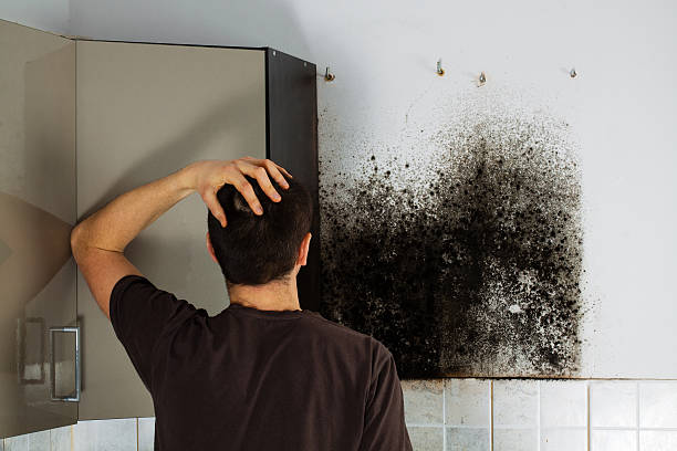 Best Black Mold Remediation in Weston Lakes, TX