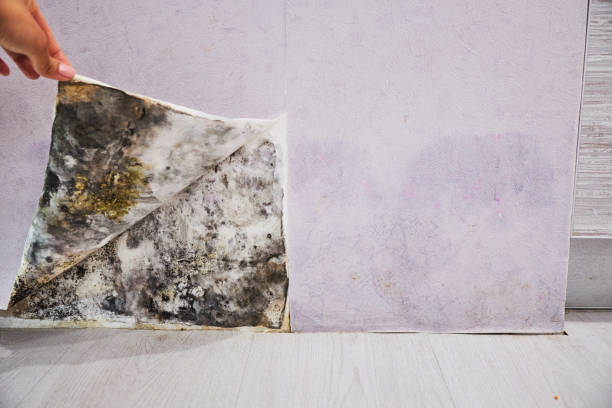 Reliable Weston Lakes, TX Mold Remediation Solutions